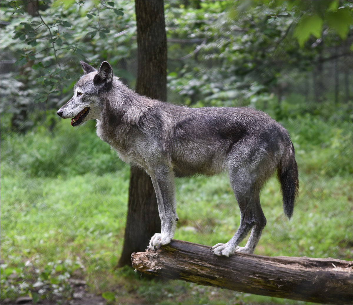 Rock John Wolf on Log Pictorial   Class B 20250917